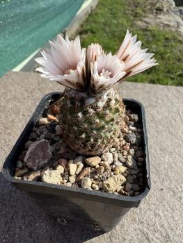 Turbinicarpus ysabelae